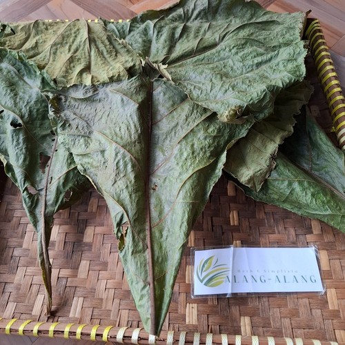 Daun jati - daun, grandis)