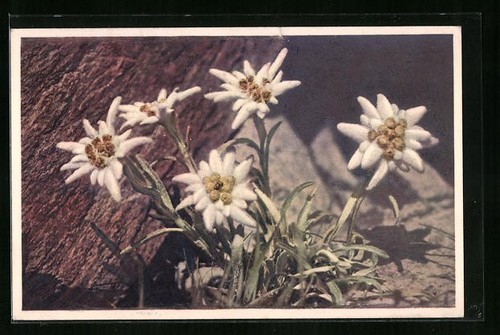 Edelweiss fleurs vues à - fleurs,