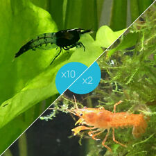 Lot de 10 Crevettes Rili Carbon et 2 Écrevisses naines Orange CPO - lebonaqua