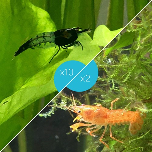 Lot crevettes rili - 10,