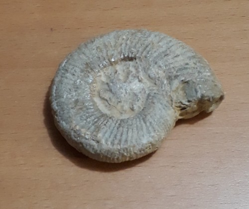 Pierre fossile coquillage - pierre,