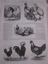 Gravure 1860 - Poule et Coq ( race francaise Japonaise )