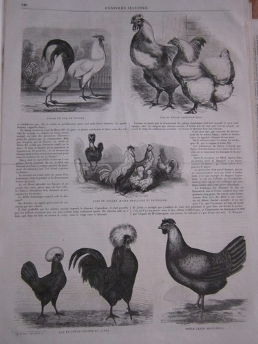 Gravure 1860 poule coq - et,