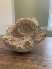 ammonite gangue origine France