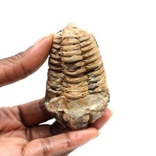 Trilobite fossile 60gr 70mm