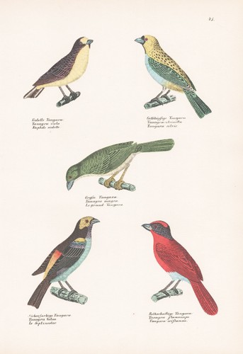 Tangaren tangara oiseau - tangaren,