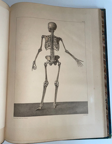 Anatomie homme osteologie - de, l'homme