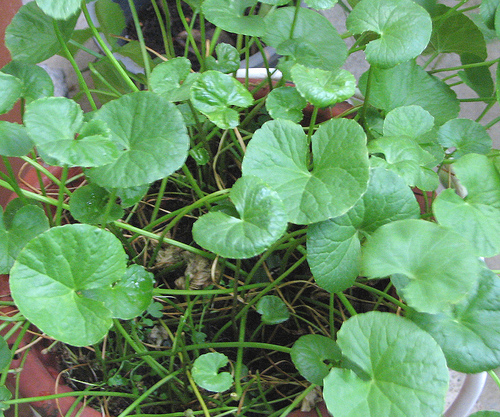 Graines herbe la - 15,