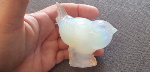 Sabino opalescent oiseau piaf - sabino,