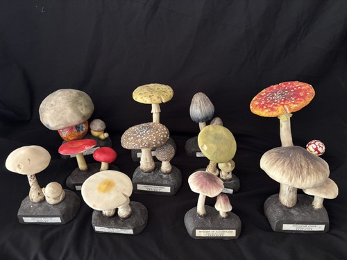 Rare collection champignons - de,