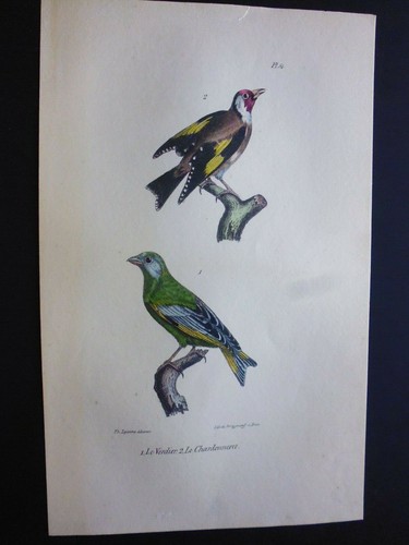 Gravure couleur - , 19°