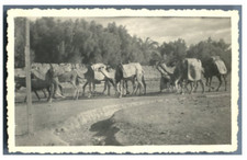 Maroc, Marrakech (مراكش)