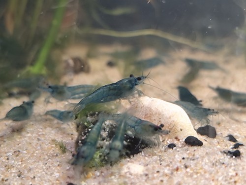 Lot crevettes bleue - de,