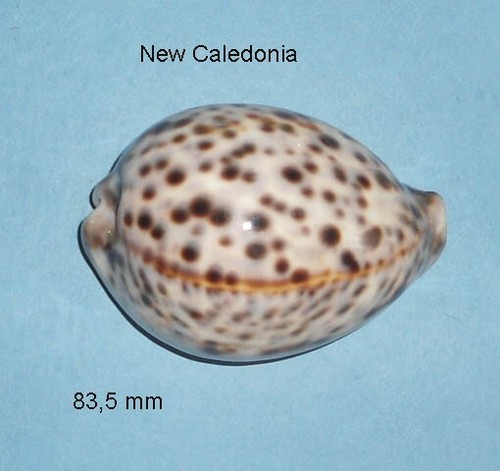 Cypraea tigris pardalis new - cypraea,