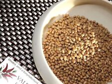 Fève moustique - fève