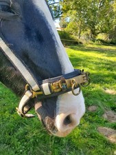 Cavesson/Caveçon réglable Pour la Longe