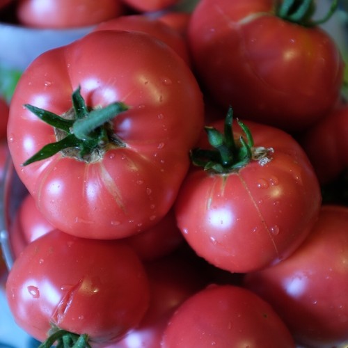 Tomate rose de berne - tomate,