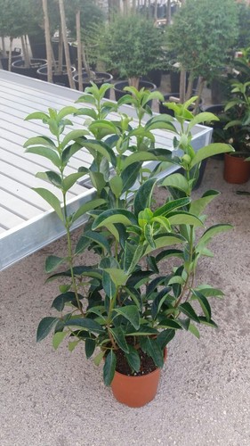 Plantes de viburno - 10,