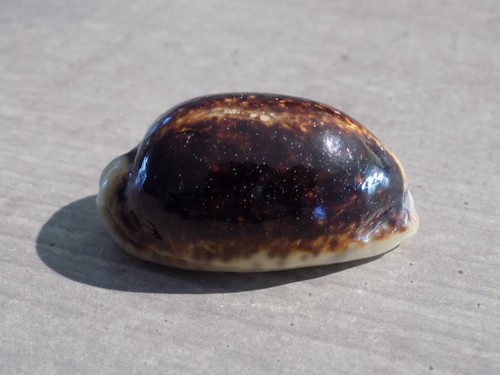 Coquillage new cypraea - :,