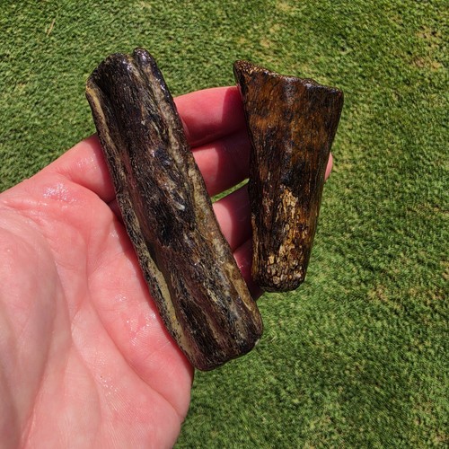 Mosasaur skull pieces - skull, jaw