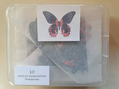 Papilio rumanzovia - 10,