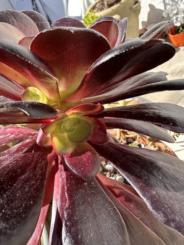 Aeonium velour succulent - aeonium,