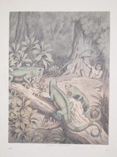 Iguane Iguanas Sud Amérique