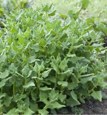 Tétragone Cornue 25 Graines