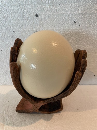 Oeuf autruche dans son - oeuf,