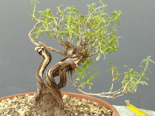 Bonsaï thym mediterraneo - bonsaï,