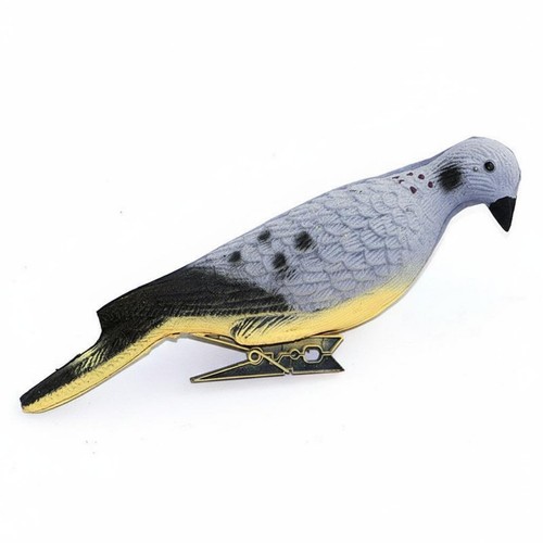 Appelant pigeon réaliste - appelant,
