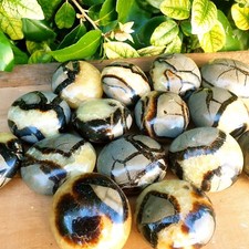 Septaria Galet poli -