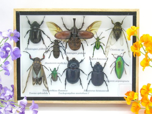 Insectes exotiques réel - exotiques,