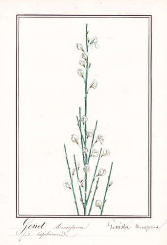 Genista monosperma genet - genista,