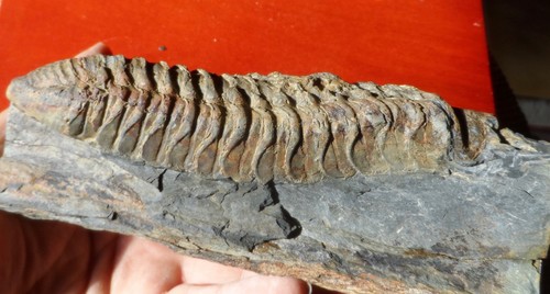 Grand trilobite ordovicien - trilobite, du
