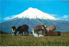 Animaux - Lamas - Equateur - Ecuador - El Cotopaxi - Un nevado de rara belleza c