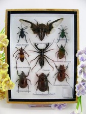 Insectes 3D - exotiques réel