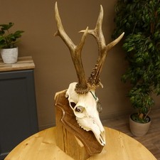 Bois de Cervidés Actuel Poids