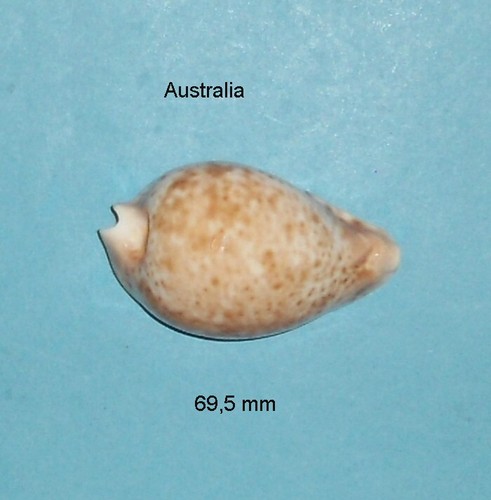 Cypraea hesitata beddomei - hesitata,