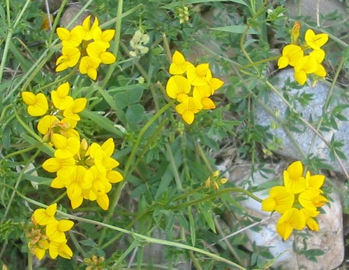 Graines lotier corniculé - 50,