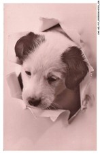 CAR-AELP17-0976-CHIEN - Un