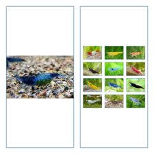 5 Crevette XL BLUE  RILI Aquarium Neocaridina Orange Dream Yellow sakura rili