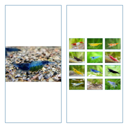 Crevette blue rili - crevette,