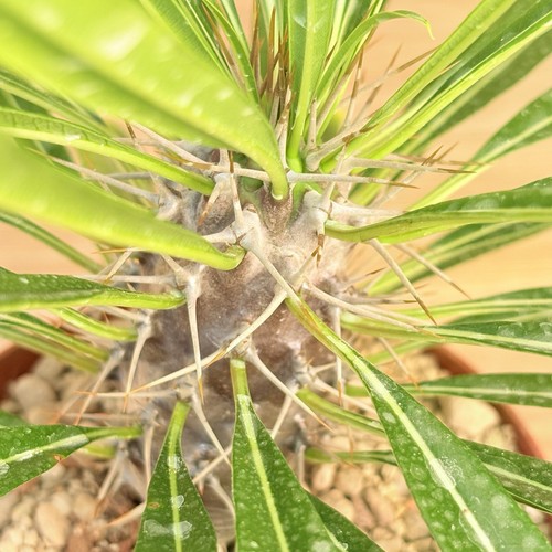 Laitrei pachypodium pot - laitrei,