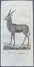 Zoologie Le canna Antilope
