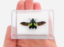 Dicheros modestus, cabinet de curiosité, entomologie, taxidermie, boite insecte