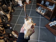 Crâne de chevreuil tête