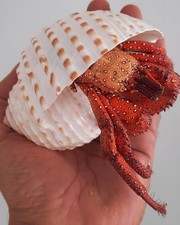  taxidermie : Énorme Bernard