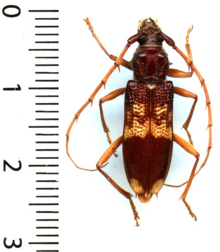 Cerambycidae phoracantha - -,