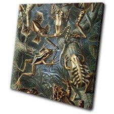 Botanical Frog Toad Vintage